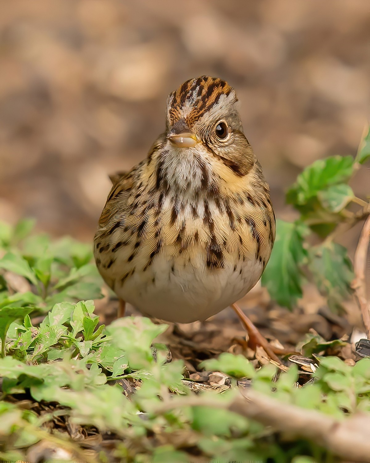 Sparrows, Titmice, Finches - Texas Photo Man